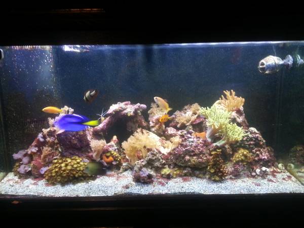 Sell Your Aquarium Setup in the Saint Louis Area