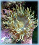 The Aiptasia anemone