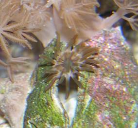 A Manjano Anemone by corals