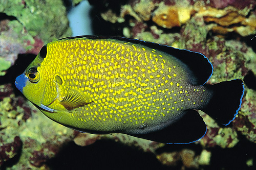 GoldFlake Angelfish Saltwater Fish Specimen